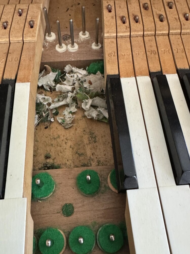 Andrew Clermont Piano Tuning 12